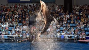 Quatre dauphins ont profité d'une brèche dans leur enclos pour s'échapper.