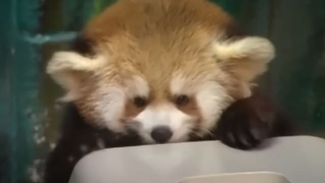 Un Parc Animalier De Seine Maritime Appelle A Voter Pour Le Prenom D Un Bebe Panda Roux