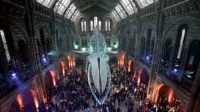 Vue d'ensemble du musée d'histoire naturelle de Londres, lors de la présentation du squelette d'une baleine bleue le 13 juillet 2017 (image d'illustration)