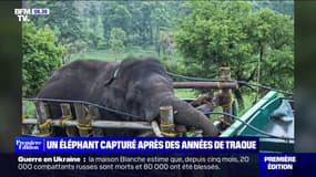 En Inde, un éléphant capturé après des années de traque