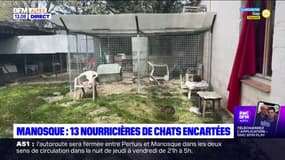 Manosque: des nourricières de chats encartées pour légitimer leur travail