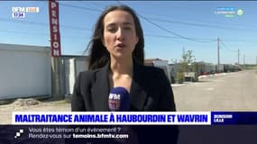 Nord: une centaine de chiens maltraités découverts à Wavrin et Haubourdin