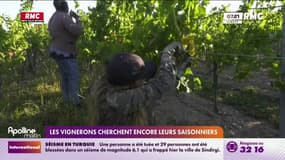 Vendanges : la course aux bras est lancée dans les vignes françaises