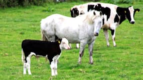 Une opération de gendarmerie est menée ce 16 décembre dans onze départements français, dans le cadre d'une enquête contre un trafic de viande chevaline. (photo d'illustration)