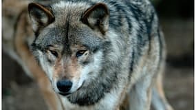 Les loups du parc Guévaudan seront bientôt équipés de puces - Vendredi 25 mars 2016