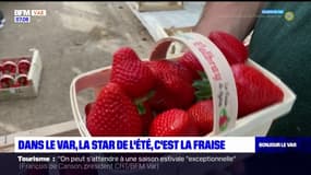 Var: comment se porte la production de fraises cette année?