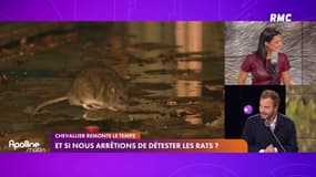 Et si nous arrêtions de détester les rats? 