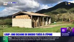 L'Epine: une dizaine de brebis tuées, le loup accusé 