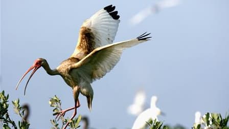 Ibis blanc couvert de pétrole près de Port Sulpher, en Louisiane. Selon un document interne à BP rendu public par un élu du Congrès américain, le groupe estime que, dans le pire des cas, jusqu'à 100.000 barils de pétrole par jour pourrait s'échapper du pu