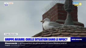 Grippe aviaire: quelle situation dans le Nord-Pas-de-Calais?