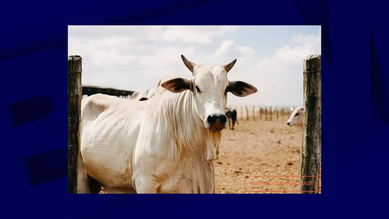 Regarder la vidéo La vache la plus chère du monde vendue pour 4 millions de dollars