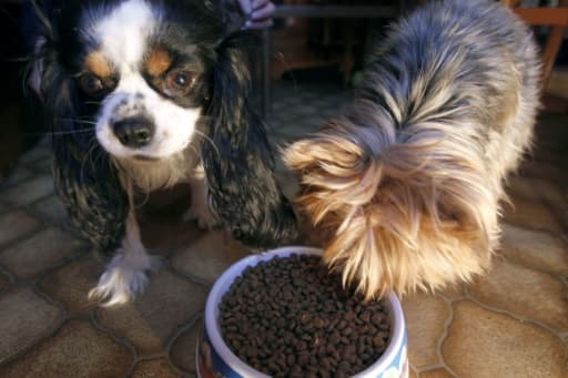 Le "pet-sitting" (gardiennage d'animaux domestiques) offre insolite de jobs d'été