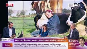 On n'a pas osé vous en parler : Faire un câlin aux vaches, le nouveau remède anti-stress - 13/12