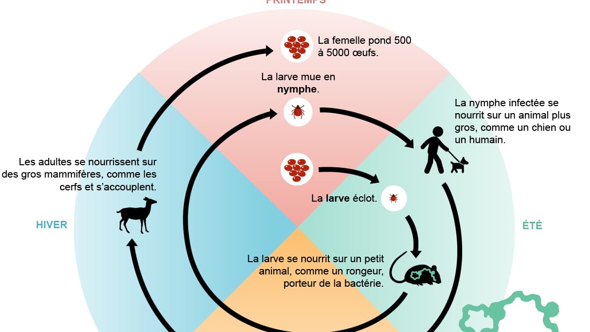 infographie tique infographie tique