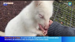 Les Ch'tites Sorties du samedi 7 décembre 2024 - Passer la nuit près des animaux à Pairi Daiza