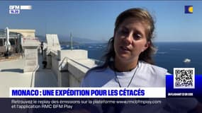 Monaco: une expédition pour les cétacés 