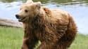L'ours brun a été réintroduit en France, notamment dans les Pyrénées.