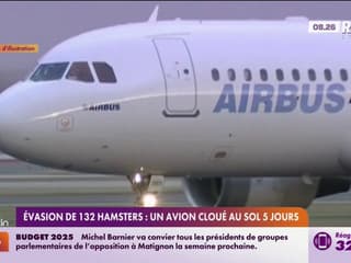 Évasion de 132 hamsters: un avion cloué au sol pendant 5 jours 