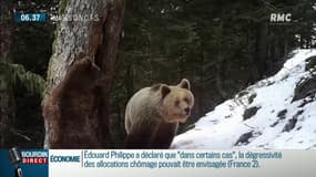 Des éleveurs guettent l'arrivée d'ours dans les Pyrénées Occidentales