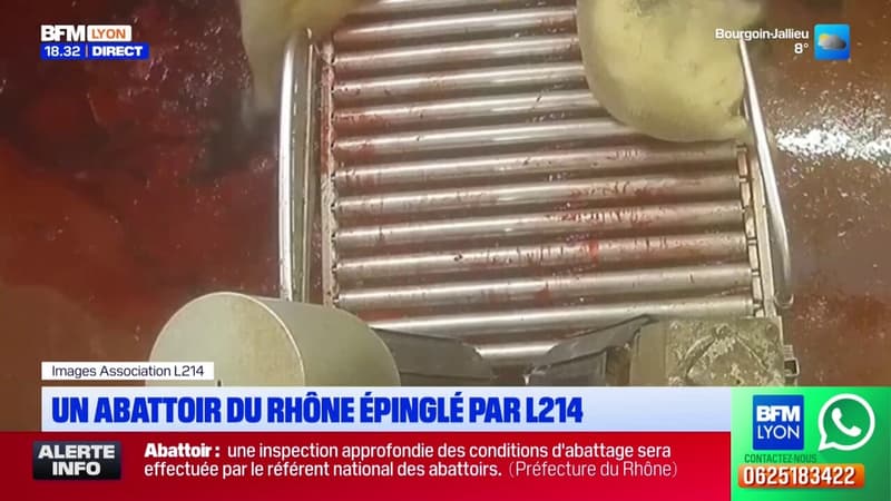 Saint-Romain-de-Popey: L214 porte plainte contre un abattoir pour maltraitance animale après des images choquantes