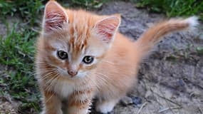 Un chaton - Illustration