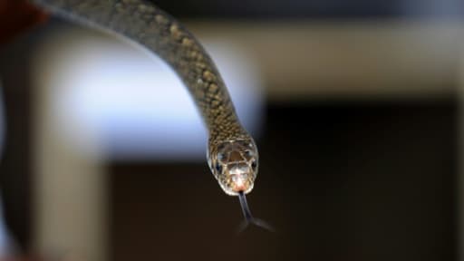 Un Indonésien est devenu un héros sur les réseaux sociaux après avoir tué un serpent de ses mains dans un train de banlieue, filmé par des passagers médusés