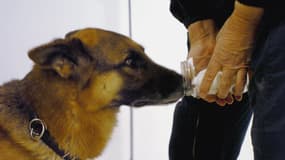 Un chien spécialisé dans l'odorologie au service de l'identification judiciaire de la police scientifique 