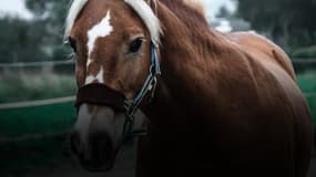 "Chevaux mutilés, la grande traque": une enquête Ligne Rouge diffusée sur BFMTV.