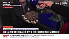SUR LA ROUTE - L'association les P'tits Kipik a recueilli près de 450 hérissons dans le Val-de-Marne