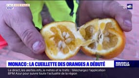 Monaco: la cueillette des oranges à débuté
