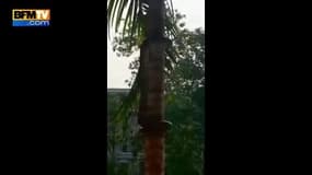 L’étonnante technique d’un python pour grimper à un arbre 