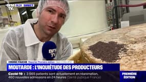 L'inquiétude des producteurs de moutarde en Bourgogne, victimes de plusieurs pénuries
