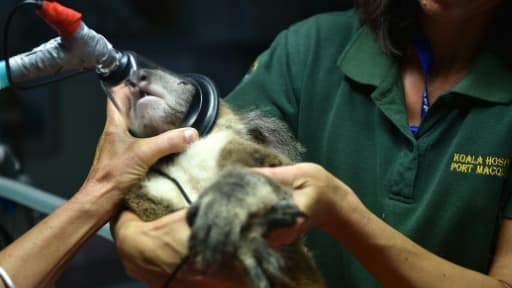 Sherwood Robyn, koala femelle de 12 ans, anesthésiée le 28 avril 2016 à l'hôpital vétérinaire de Port-Macquarie en Australie Sherwood Robyn, koala femelle de 12 ans, anesthésiée le 28 avril 2016 à l'hôpital vétérinaire de Port-Macquarie en Australie