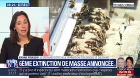 La sixième extinction de masse annoncée