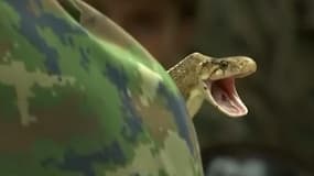 Ces soldats boivent du sang de cobra pour survivre dans la jungle