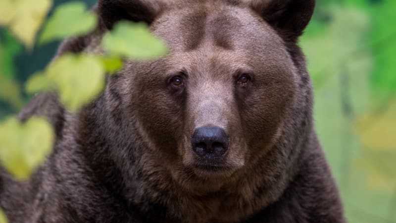 Un ours brun du zoo de Bratislava, en Slovaquie, le 13 novembre 2014 (illustration)