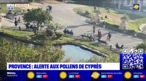 Provence: alerte aux pollens de Cyprès