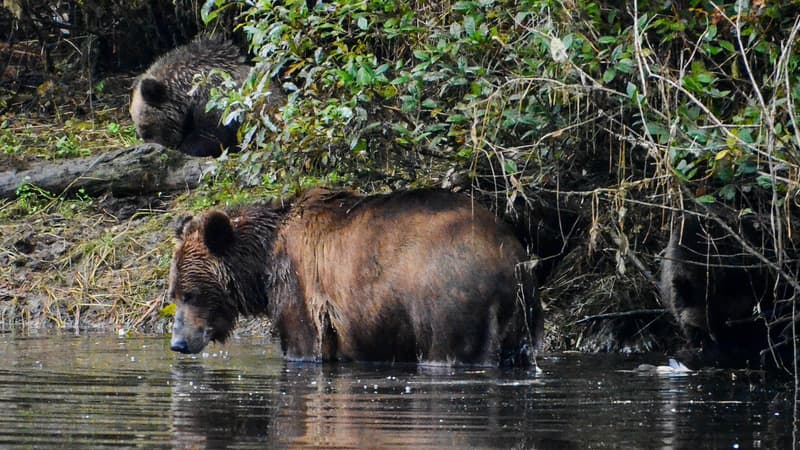 Des Grizzli au Canada (Photo d'illustration).