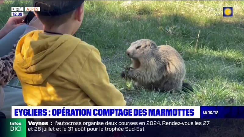 Eygliers: opération comptage de marmottes