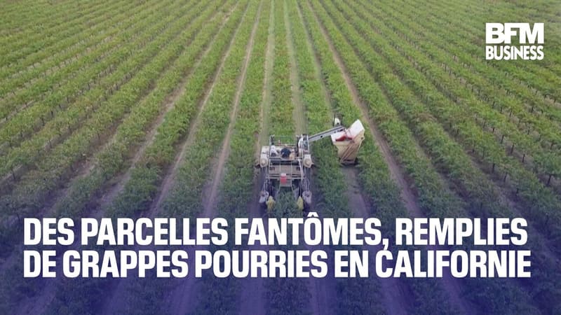 Des parcelles fantômes remplies de grappes pourries en Californie