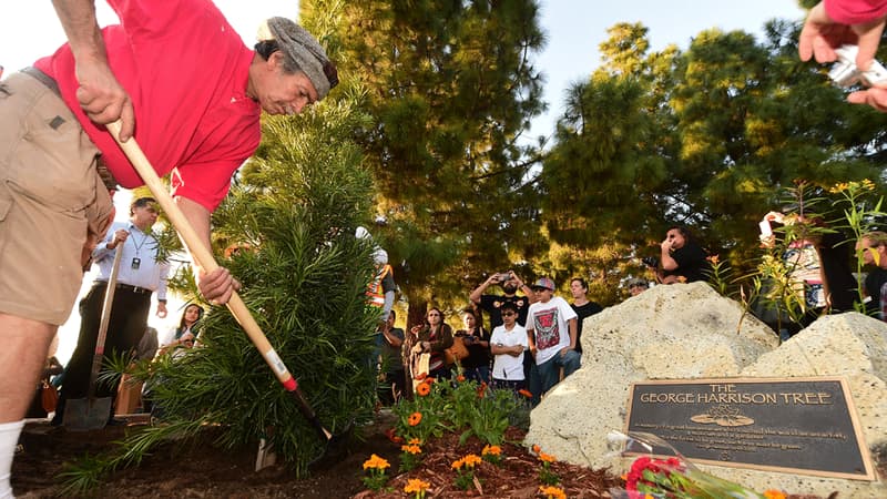 Le nouveau pin planté à Los Angeles en mémoire de l'ex-Beatles George Harrison.
