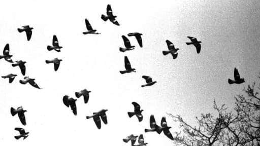 Les pigeons reviennent à l'attaque en ce début 2013, armés de chiffres...