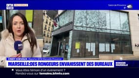 Marseille: des rongeurs dans les bureaux d'agents municipaux du 2e arrondissement