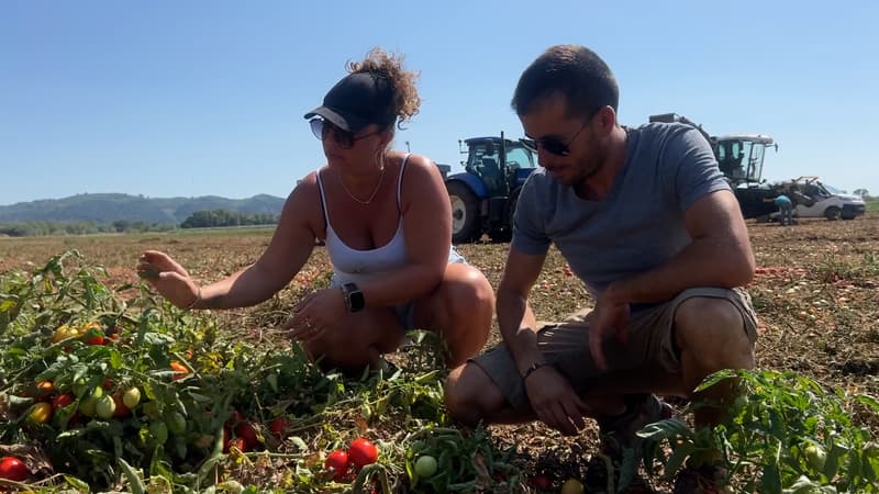 Alpes-de-Haute-Provence : des agriculteurs relancent la production de tomates