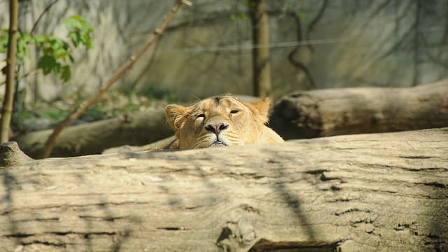 Le lion d'Asie est une espèce en voie d'extinction.