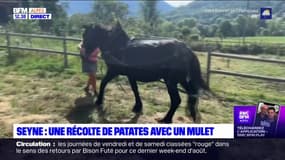 Alpes-de-Haute-Provence: à Seyne, une récolte de pommes de terre avec un mulet