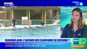 Marineland d'Antibes : l'avenir des dauphins se dessine vers le zoo de Beauval