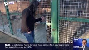 Avec Noël, les refuges craignent des adoptions compulsives  d'animaux de compagnie et de nouveaux abandons