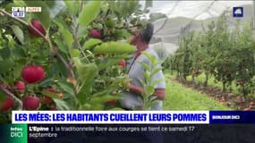 Alpes-de-Haute-Provence: les habitants peuvent cueillir eux-mêmes leurs pommes dans les vergers