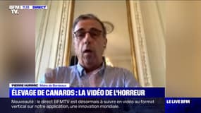 Elevage de canards: la vidéo de l'horreur - 20/08